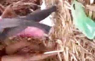 अगले 8 प्रेमी गुदा जानवर वाली सेक्स मूवी कर्तव्यों के लिए काम पर रखा