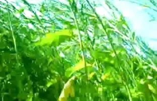 मॉर्मनबॉयज़-सीधे किशोर और बड़े सेक्सी मूवी हिंदी में वीडियो आदमी द्वारा